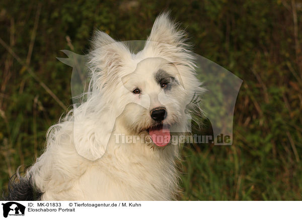 Eloschaboro Portrait / Eloschaboro Portrait / MK-01833