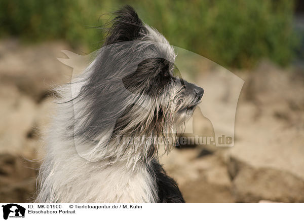 Eloschaboro Portrait / Eloschaboro Portrait / MK-01900