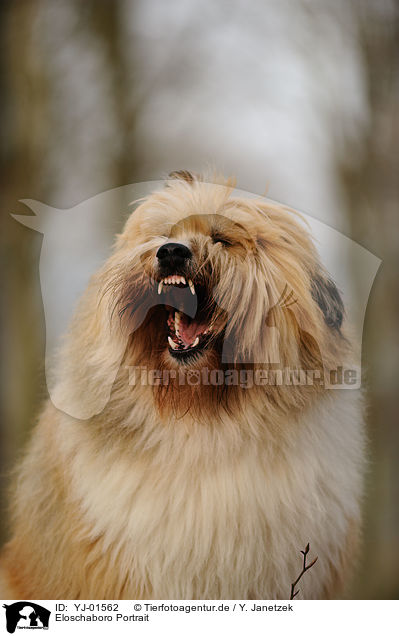 Eloschaboro Portrait / Eloschaboro Portrait / YJ-01562