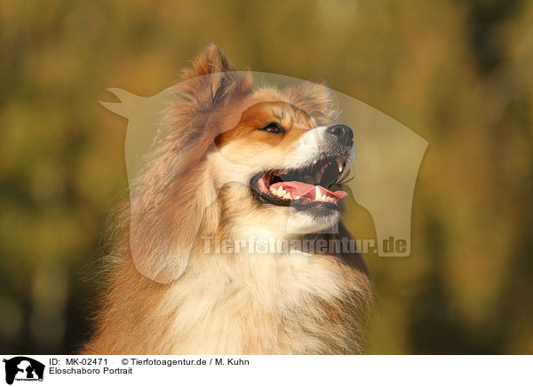 Eloschaboro Portrait / Eloschaboro Portrait / MK-02471