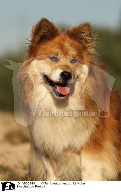 Eloschaboro Portrait / Eloschaboro Portrait / MK-02481