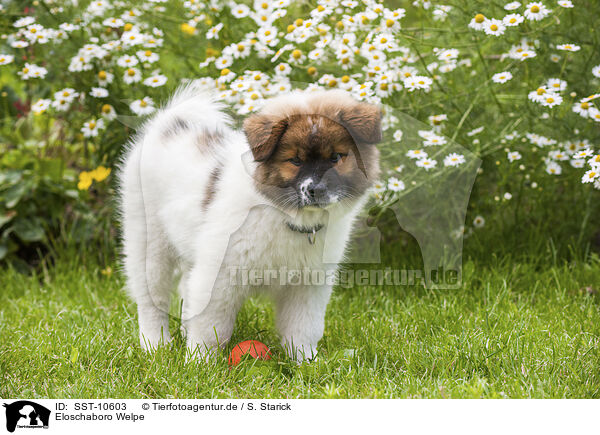 Eloschaboro Welpe / Eloschaboro Puppy / SST-10603