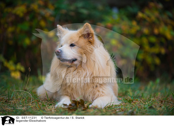 liegender Eloschaboro / lying Eloschaboro / SST-11231
