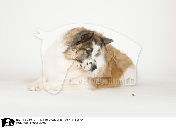 liegender Eloschaboro / lying Eloschaboro / NN-08619