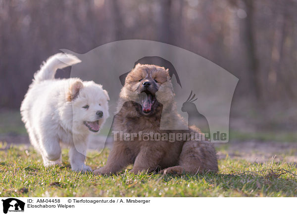 Eloschaboro Welpen / Eloschaboro Puppies / AM-04458