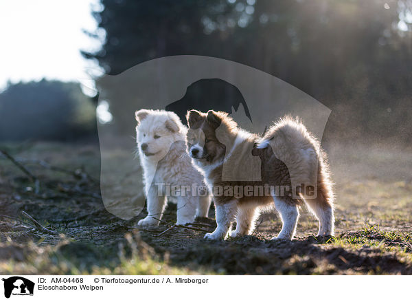 Eloschaboro Welpen / Eloschaboro Puppies / AM-04468