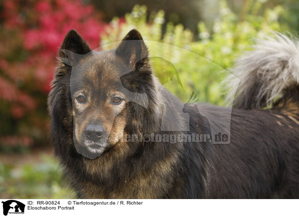 Eloschaboro Portrait / Eloschaboro Portrait / RR-90824