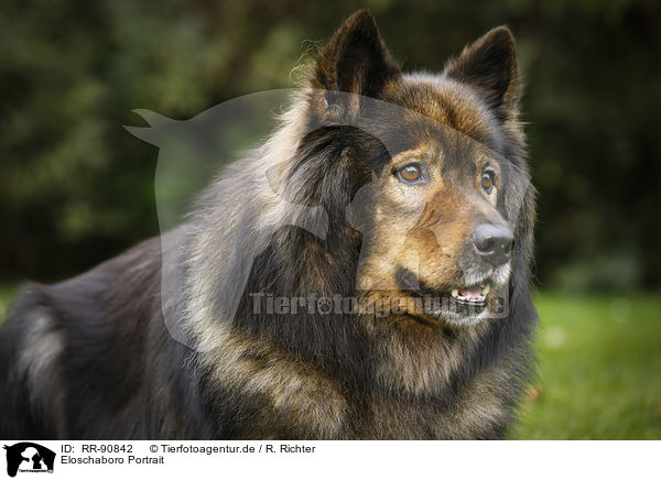 Eloschaboro Portrait / Eloschaboro Portrait / RR-90842
