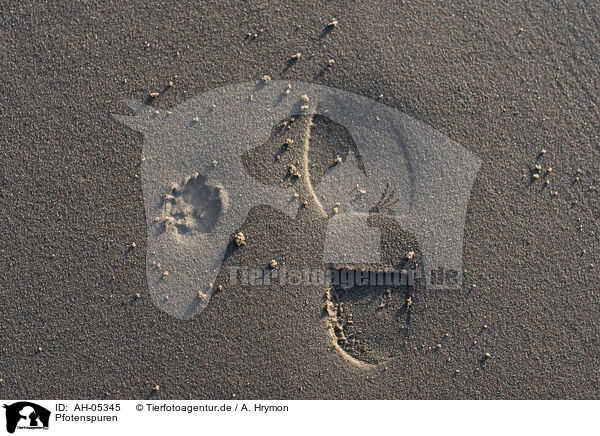 Pfotenspuren / pawprints / AH-05345