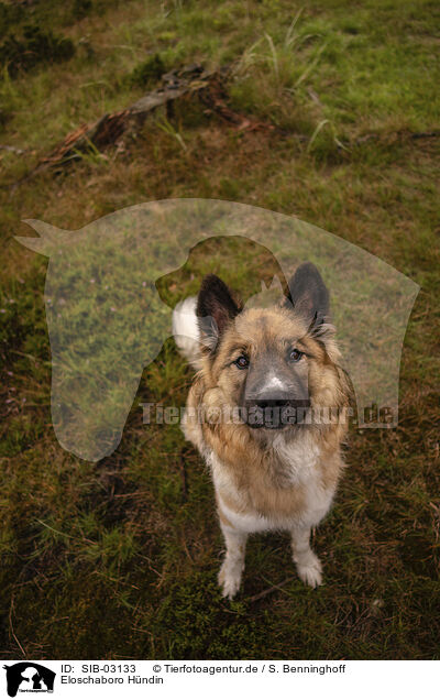 Eloschaboro Hndin / female Eloschaboro / SIB-03133