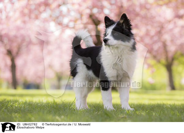 Eloschaboro Welpe / Eloschaboro puppy / UM-02782