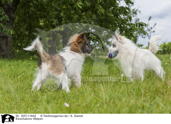Eloschaboro Welpen / Eloschaboro Puppies / SST-11642