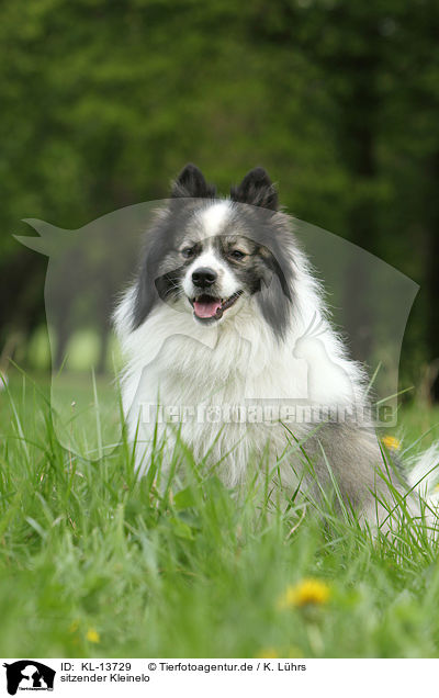 sitzender Kleinelo / KL-13729