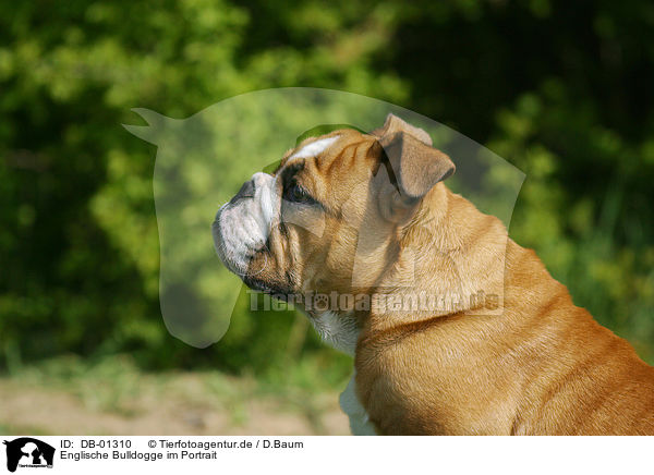 Englische Bulldogge im Portrait / DB-01310