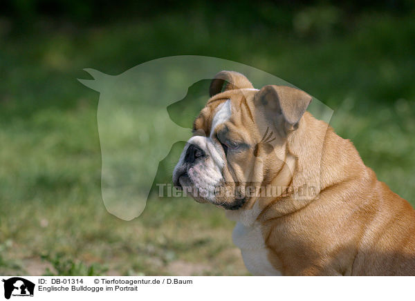 Englische Bulldogge im Portrait / english bulldog Portrait / DB-01314