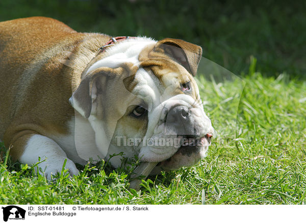 Englische Bulldogge / english bulldog / SST-01481