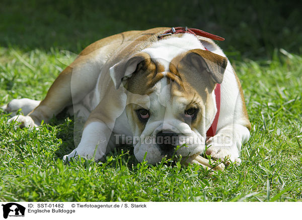 Englische Bulldogge / english bulldog / SST-01482