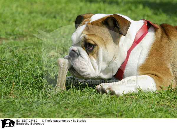 Englische Bulldogge / english bulldog / SST-01486