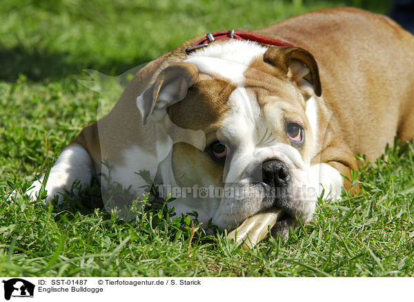 Englische Bulldogge / english bulldog / SST-01487