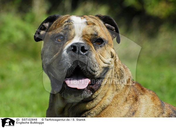 Englische Bulldogge / English Bulldog / SST-02848