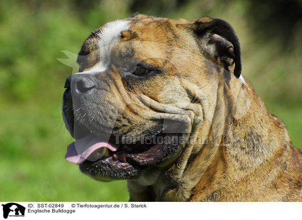 Englische Bulldogge / English Bulldog / SST-02849