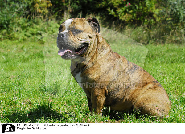 Englische Bulldogge / English Bulldog / SST-02850