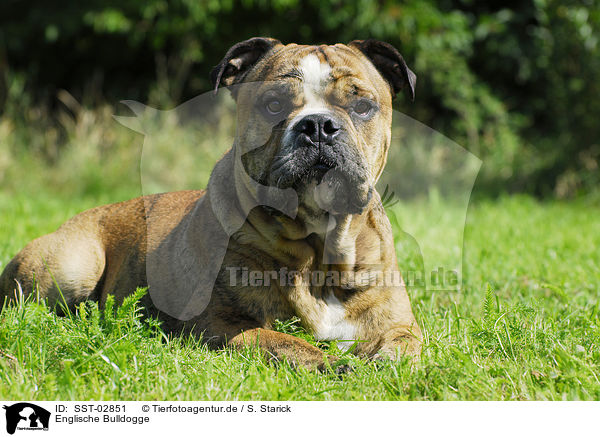 Englische Bulldogge / English Bulldog / SST-02851