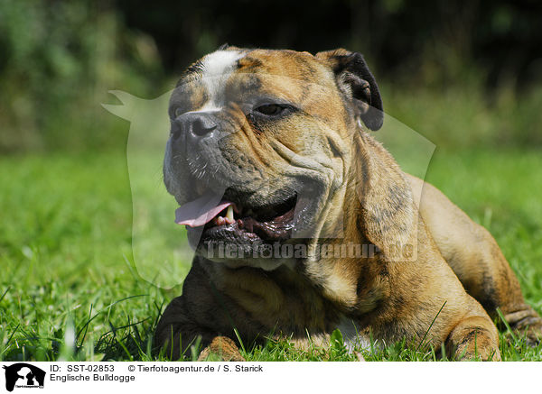 Englische Bulldogge / English Bulldog / SST-02853