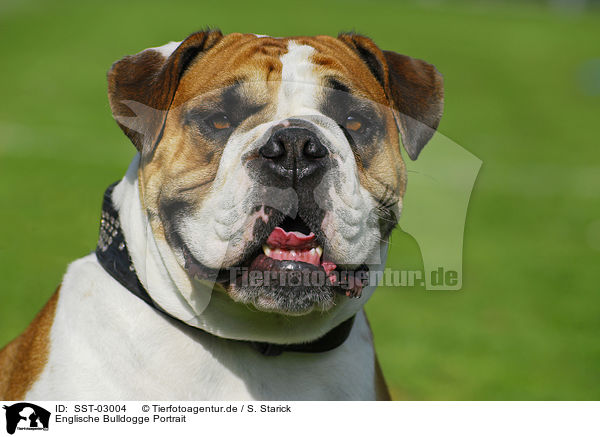 Englische Bulldogge Portrait / SST-03004
