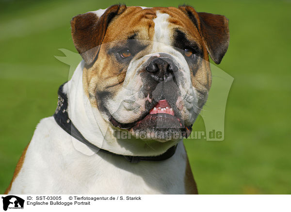 Englische Bulldogge Portrait / SST-03005