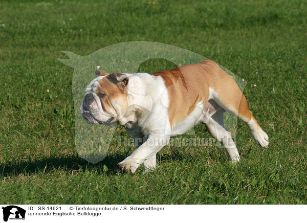 rennende Englische Bulldogge / SS-14621