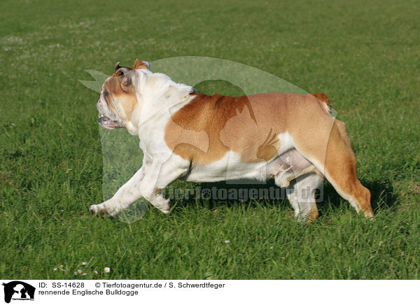 rennende Englische Bulldogge / SS-14628