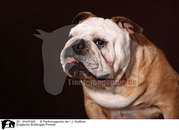 Englische Bulldogge Portrait / JH-05390