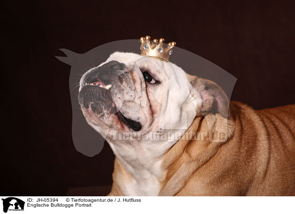 Englische Bulldogge Portrait / JH-05394