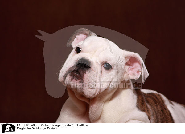 Englische Bulldogge Portrait / JH-05405