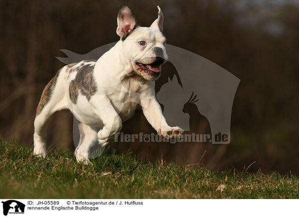 rennende Englische Bulldogge / running English Bulldog / JH-05589