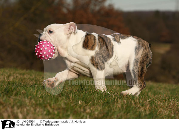 spielende Englische Bulldogge / playing English Bulldog / JH-05594