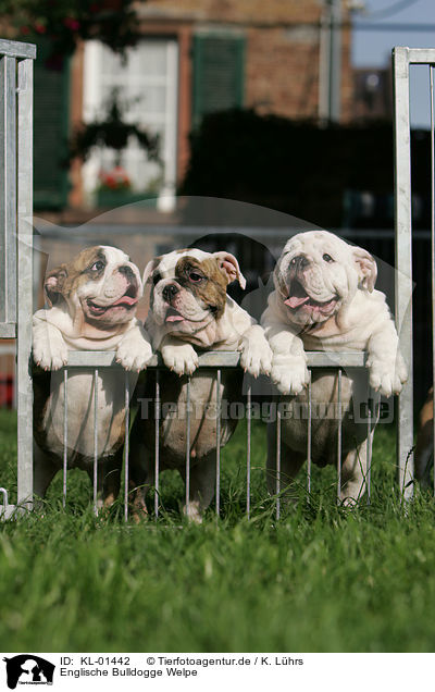 Englische Bulldogge Welpe / English Bulldog Puppy / KL-01442