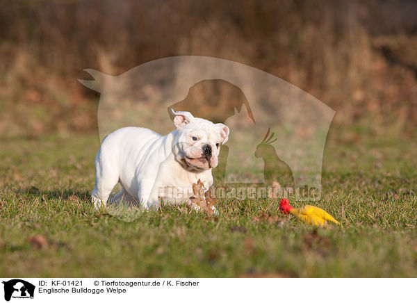 Englische Bulldogge Welpe / English Bulldog Puppy / KF-01421