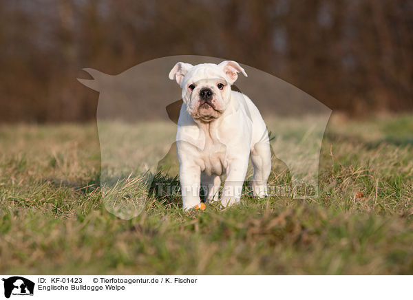 Englische Bulldogge Welpe / English Bulldog Puppy / KF-01423