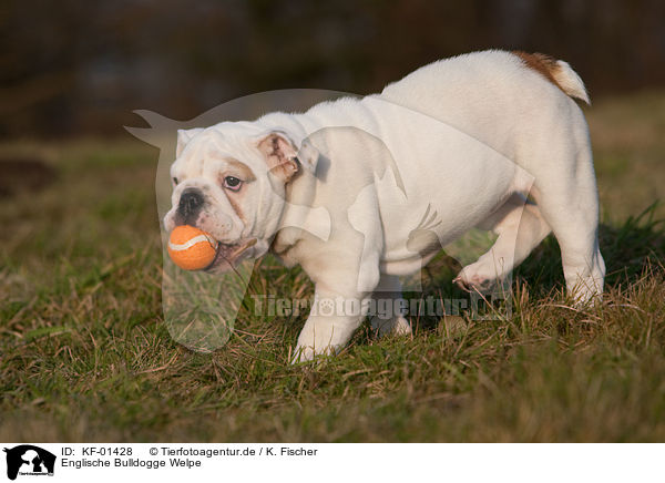 Englische Bulldogge Welpe / English Bulldog Puppy / KF-01428