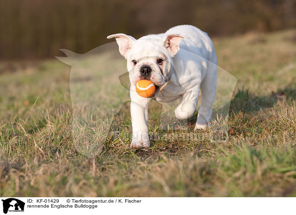 rennende Englische Bulldogge / running English Bulldog / KF-01429