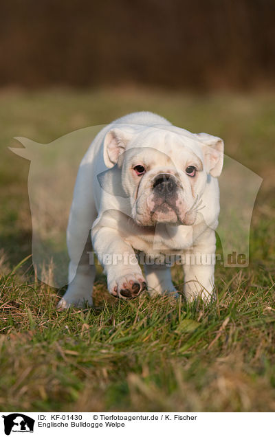 Englische Bulldogge Welpe / English Bulldog Puppy / KF-01430
