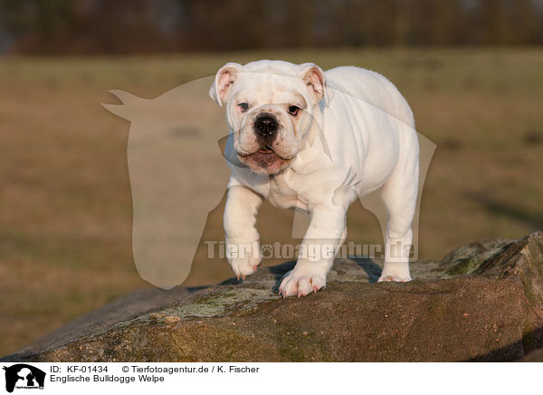 Englische Bulldogge Welpe / English Bulldog Puppy / KF-01434