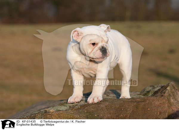 Englische Bulldogge Welpe / English Bulldog Puppy / KF-01435