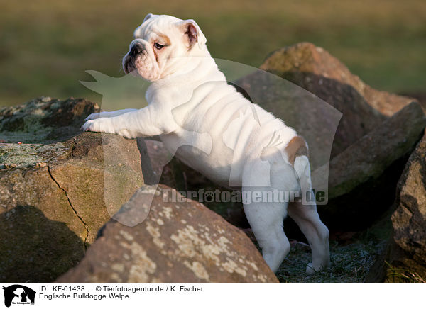 Englische Bulldogge Welpe / English Bulldog Puppy / KF-01438