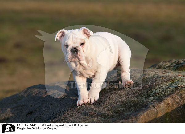 Englische Bulldogge Welpe / English Bulldog Puppy / KF-01441