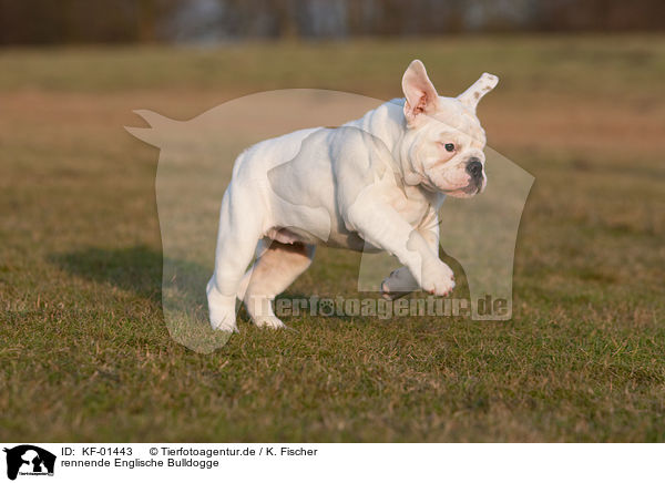 rennende Englische Bulldogge / running English Bulldog / KF-01443