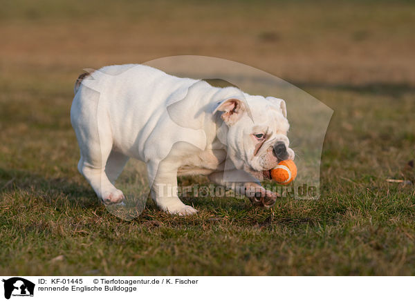 rennende Englische Bulldogge / running English Bulldog / KF-01445