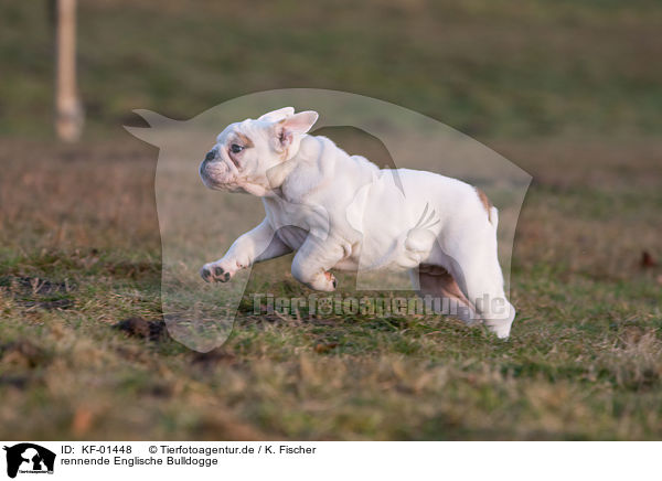 rennende Englische Bulldogge / running English Bulldog / KF-01448